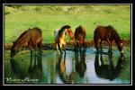 Caballos Reflejados