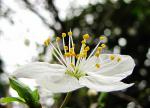 (Untitled)